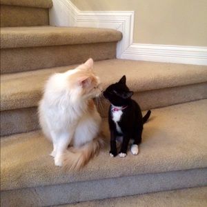 Meet your Posher, Heidi